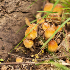Inedible mushrooms in the forest