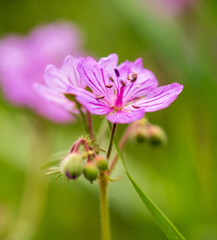 Beautiful purple flowers in nature