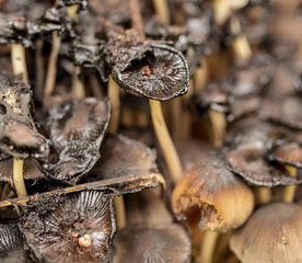 Inedible mushrooms in the forest