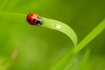 Ladybug on green grass