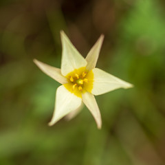 Yellow flower bell on nature