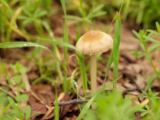 Inedible mushroom in the forest