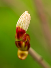 Revealed bud on chestnut branch in spring