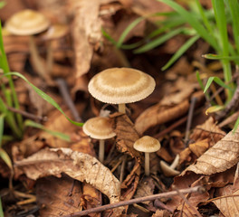 Inedible mushrooms in the forest