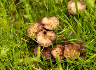 Inedible mushrooms in the forest