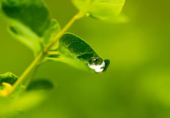 Water drops on a green leaf of a plant