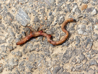 Dead earthworm on the road
