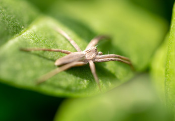 Spider on a green leaf of a plant