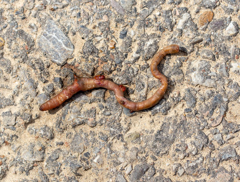 Dead earthworm on the road
