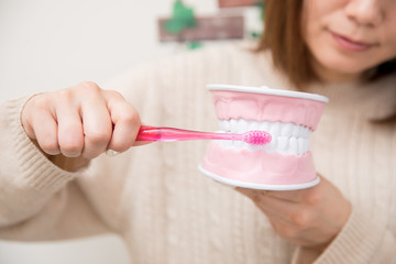 歯型模型を磨く女性