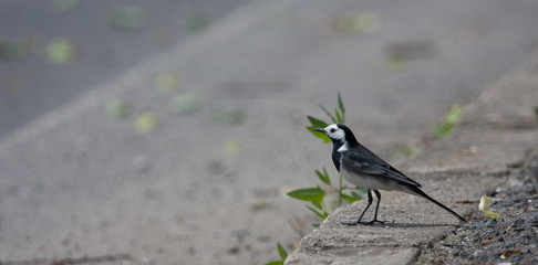 Pliszka © krzysztof_leniec