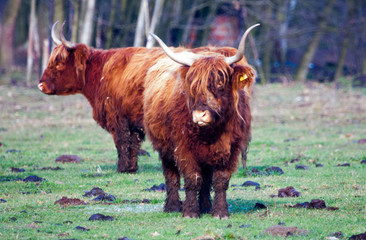 Tur © krzysztof_leniec