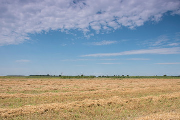 Obraz premium field and blue sky in Ukraine