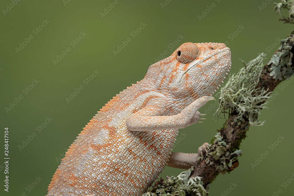 Aufkleber A half length portrait of a chameleon climbing up a branch with a plain green background