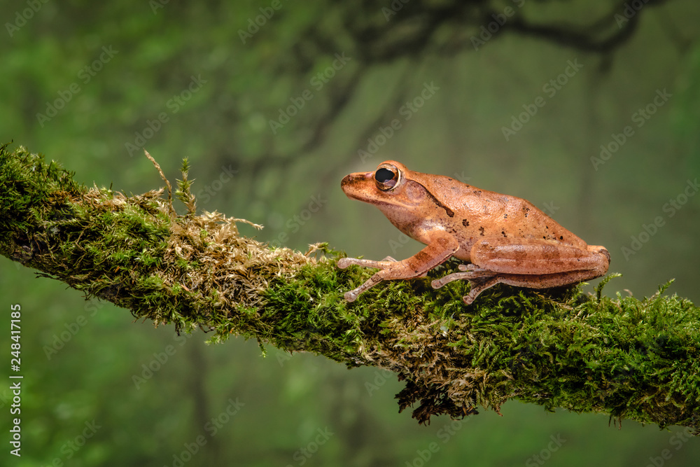 Aufkleber A close up of a golden tree frog on a branch with a jungle scene background. It faces to the left into copy space