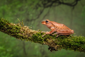A close up of a golden tree frog on a branch with a jungle scene background. It faces to the left into copy space