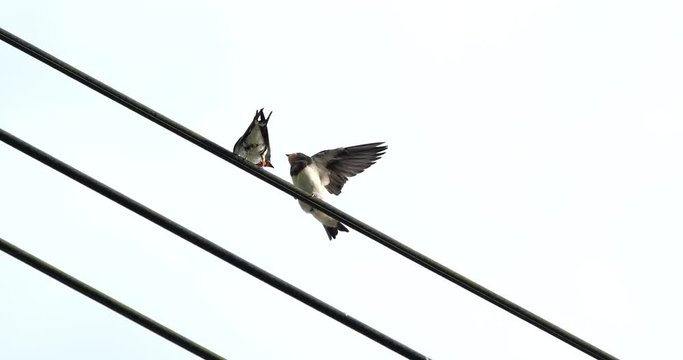 ツバメ 子育て