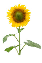 closeup blooming sunflower on a white background .