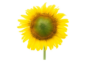 closeup blooming sunflower on a white background .