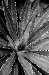 Close up shot of Aloe vera or Agave desert plant