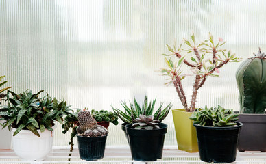 Desert plants, green succulents, home gardening and decorating rustic style.
