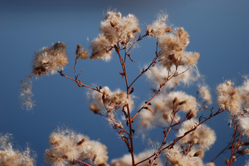 wild flowers on background of blue water
