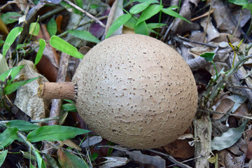 Subtropische Baumfrucht