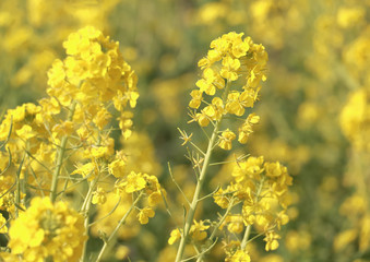 菜の花、クローズアップ