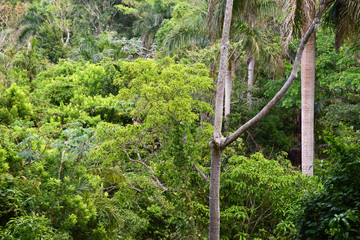 Subtropischer Wald auf Cuba