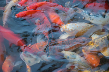 Obraz na płótnie Canvas koi fish in the pond