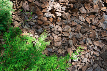 Mulching wood chips of coniferous tree bark on an alpine slide.