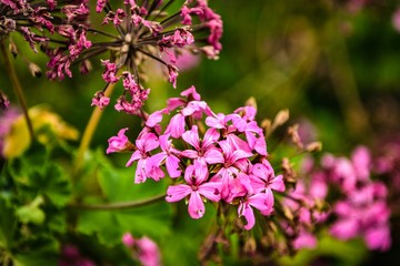 ピンクの花
