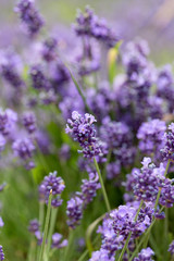 Lavender flowers blooming in the garden, beautiful lavender field.