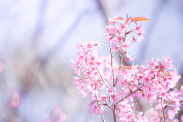 Pink cherry blossoms flower or Prunus cerasoides in full bloom, spring season. - Image