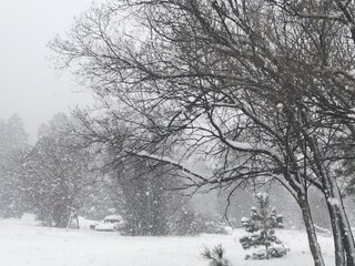 Snow on the tree branch 