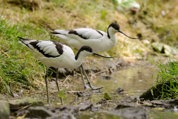 Pied Avocet - Recurvirostra avosetta, beautiful special water bird from fresh and salt waters around the world, Walvis Bay, Namibia.