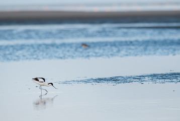 Pied Avocet - Recurvirostra avosetta, beautiful special water bird from fresh and salt waters around the world, Walvis Bay, Namibia.