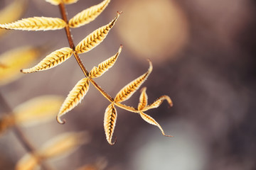 Autumn nature. Leaves and bushes with the yellow leaves in the park in spring. Autumn leaves on branches in fall.