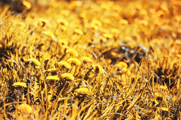 Autumn nature. Leaves and bushes with the yellow leaves in the park in spring. Autumn leaves on branches in fall.