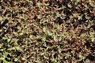 Spring nature. Leaves and bushes with the first green leaves in the park in the spring. Green leaves on branches in springtime.