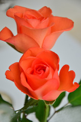 Schönheit von orangefarbenen Rosenblüten 