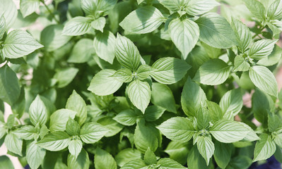 Landscape is summer. Green trees and grass in a countryside landscape. Nature summer day. Leaves on the bushes.