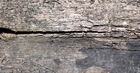 The background of old wood and straw. Texture background of gray wood and dry twigs.