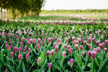 Flower field of Pink colour Siam tulip flower