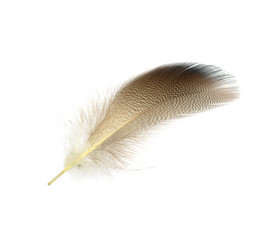 Beautiful feather isolated on white background
