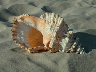 Muszle © M. G. Koperkiewicz