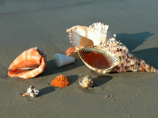 Muszle © M. G. Koperkiewicz