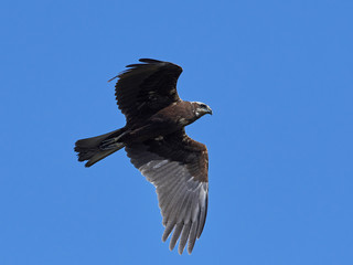 Western marsh harrier (Circus aeruginosus)