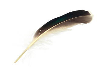 Beautiful Kingfisher feather isolated on white background