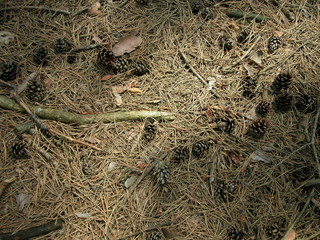 Igly sosnowe © M. G. Koperkiewicz